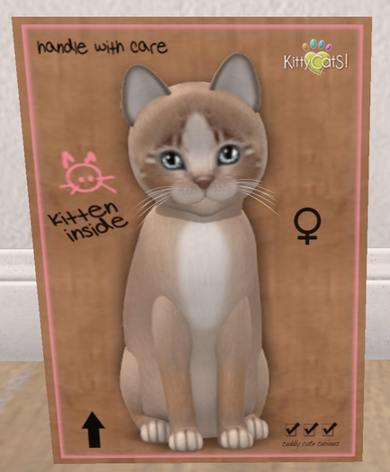 KittyCatS Box - New Born Kitten