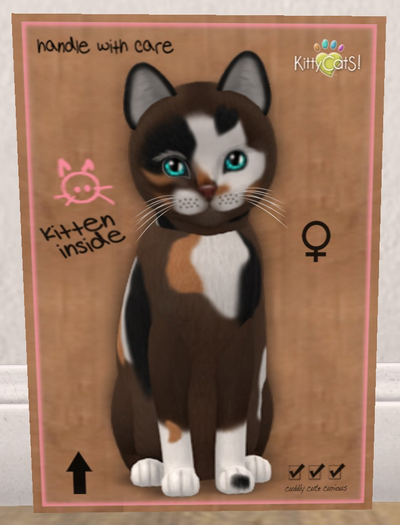 KittyCatS Box - New Born Kitten