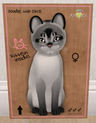 KittyCatS Box - New Born Kitten