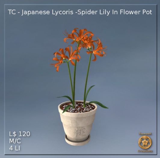 Japanese Lycoris -Spider Lily In Flower Pot