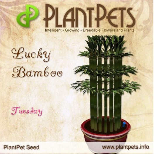 PlantPet Seed [Lucky Bamboo *Tuesday*]