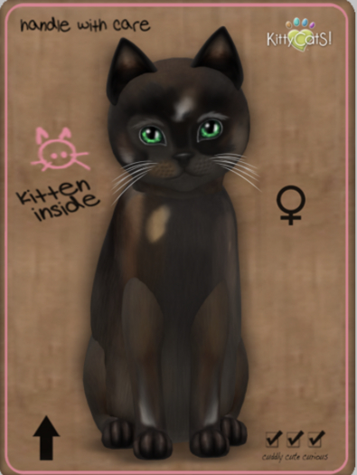 KittyCatS Box - Genesis - Coco V Female Teacup