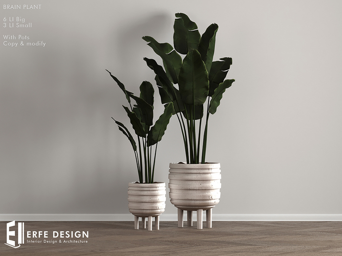 Brain Plant with pot 3 LI [Erfe Design] PACK