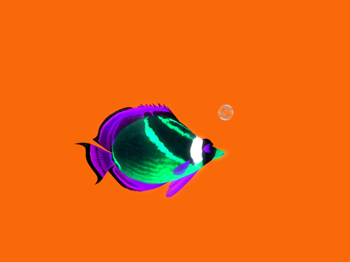 (7S) Uncommon Fish: Glow Raccoon Fish