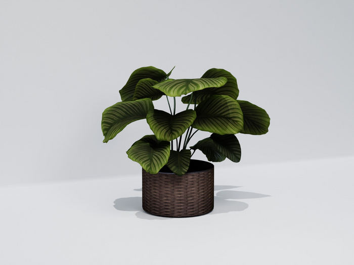 ZADIG. "Vienna" Plant Indoor (add me)