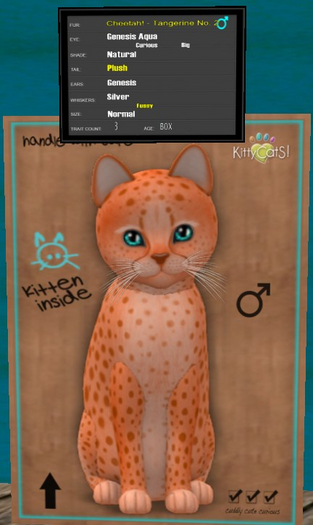 KittyCatS Box - New Born Kitten