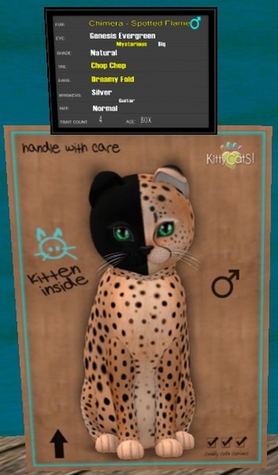 KittyCatS Box - New Born Kitten