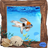 (7S) Uncommon Fish: Calico Goldfish