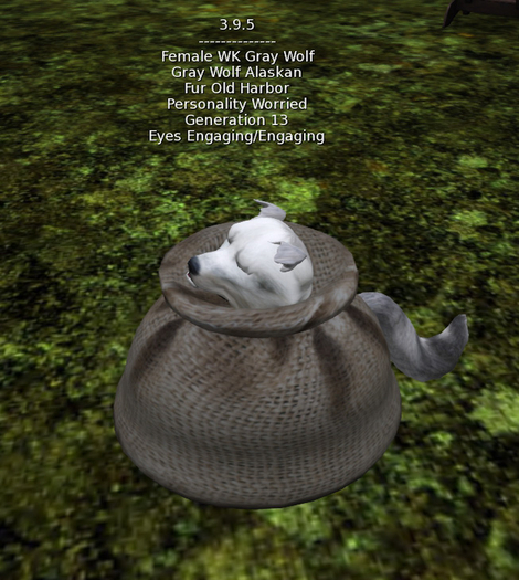 WK Gray Wolf - Female