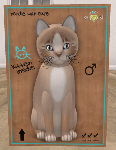 KittyCatS Box - New Born Kitten