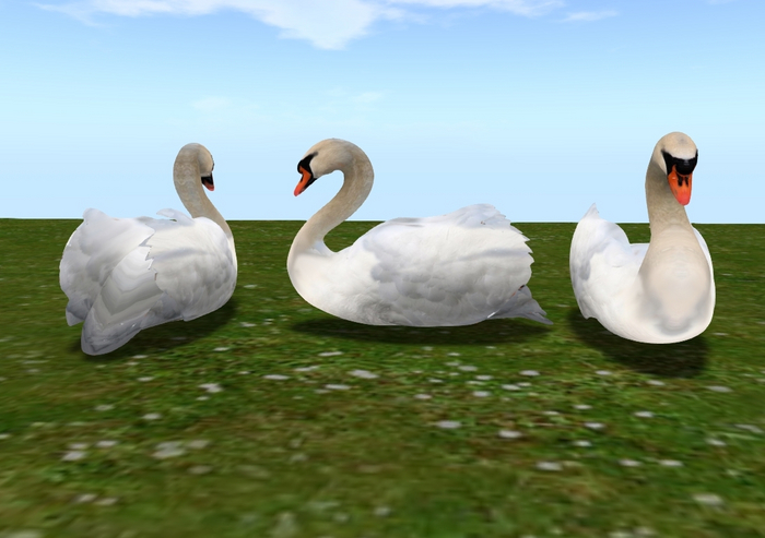 swann copy mod 5 prim