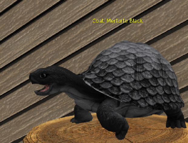 Foxtrot Box Turtle Merturtle Black Pixie Male Breedable Egg