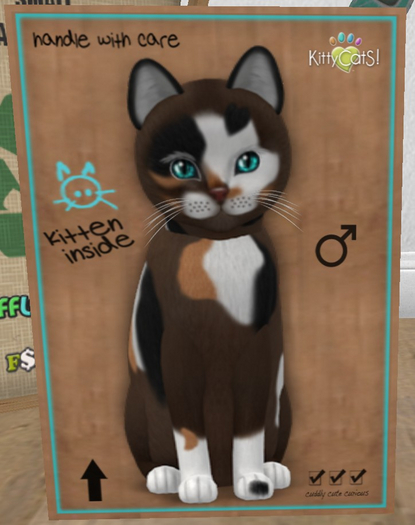 KittyCatS Box - New Born Kitten