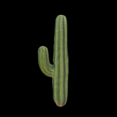 {S} Full Perm Tall Desert Cacti 02