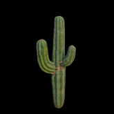 {S} Full Perm Tall Desert Cacti 03
