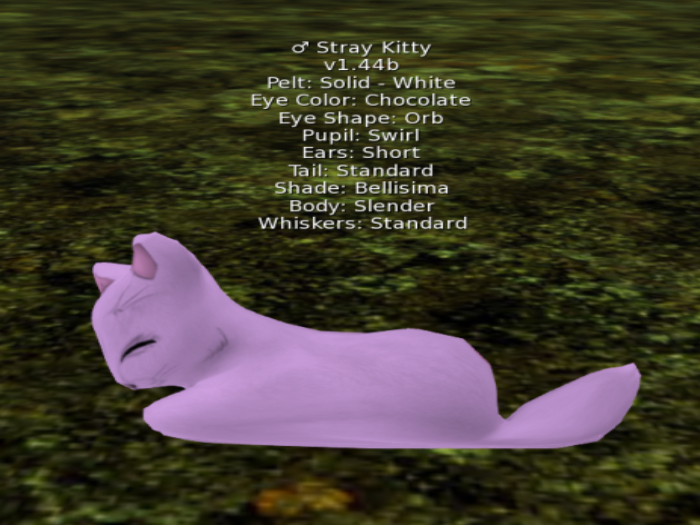 Stray Cats Kitten - Stray Kitty (M)