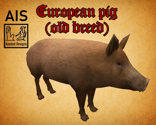 European Pig (old breed)
