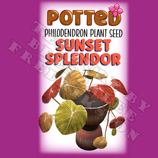 Potted: Philodendron Plant Seed: Sunset Splendor (ACTUAL PLANT SEED) - Retired!