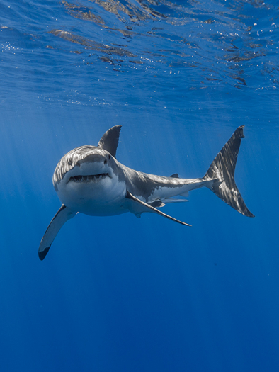 DFS Shark