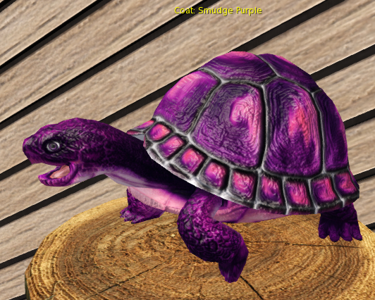 Foxtrot Box Turtle Smudge Purple Pixie Male Breedable Egg
