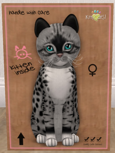 KittyCatS Box - New Born Kitten