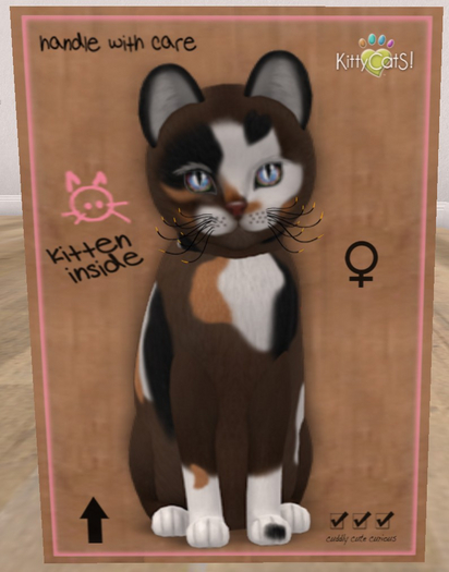 KittyCatS Box - New Born Kitten