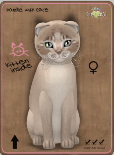 KittyCatS Box - Genesis -Mocha Female Teacup