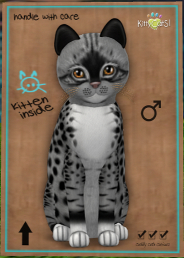 KittyCatS Box - New Born Kitten Genesis - Bandit II