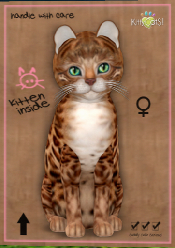 KittyCatS Box - New Born Kitten Bengal - Copper