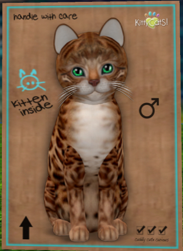 KittyCatS Box - New Born Kitten Bengal - Copper