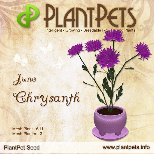 PlantPet Seed [Chrysanth *Juno*]
