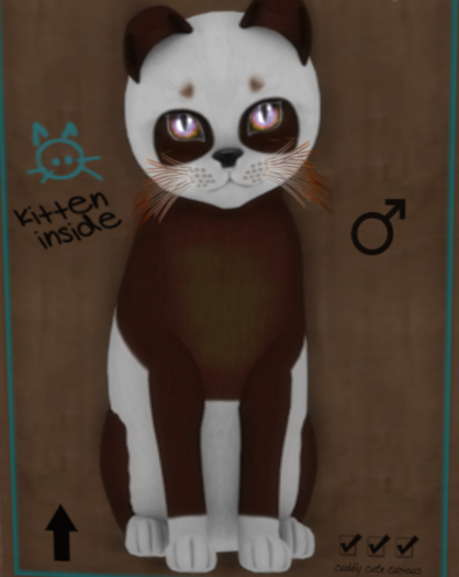 KittyCatS New Born Kitten