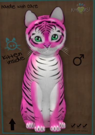 KittyCatS New Born Kitten