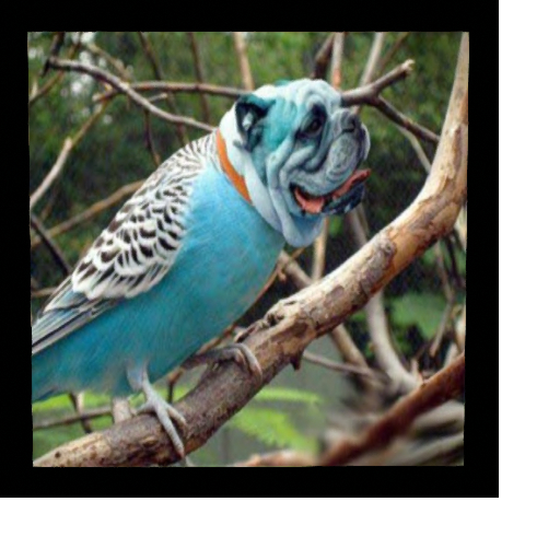Dog Budgie Picture