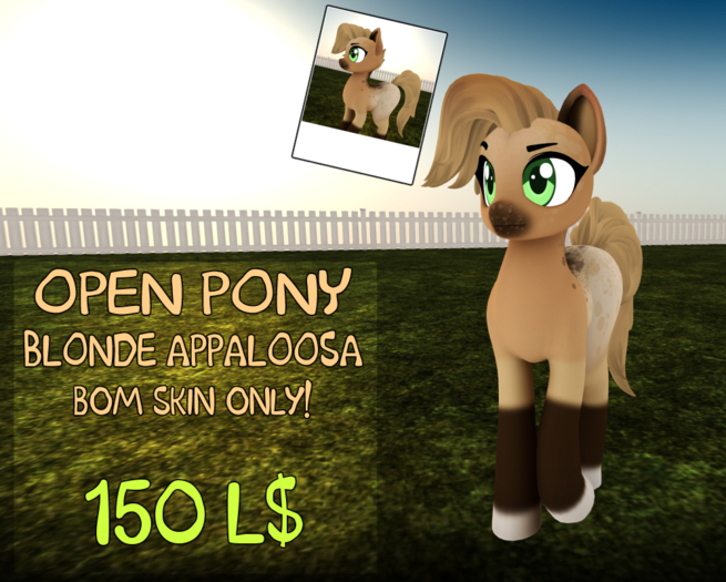 BBD - BLONDE APPALOOSA