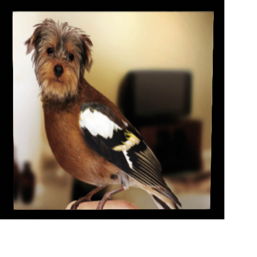 YorkieBird Picture