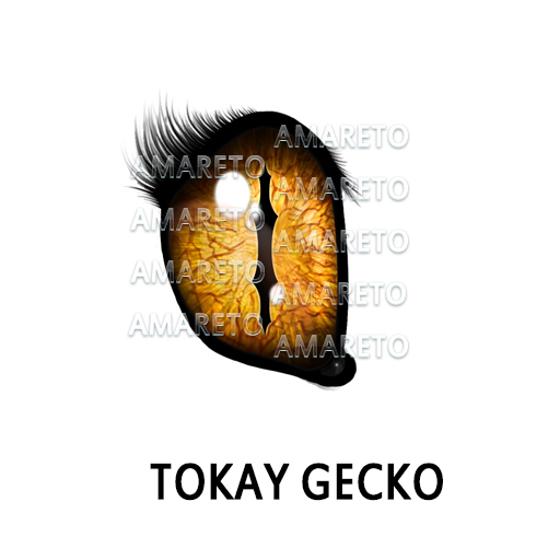 Tokay Gecko F