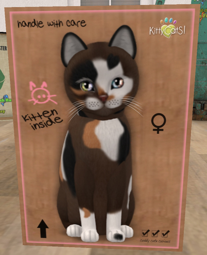 KittyCatS Box - New Born Kitten