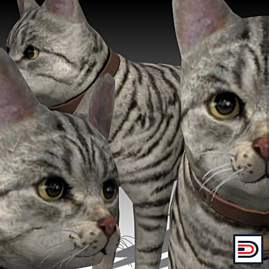 [Danielito] American Bobtail Cat
