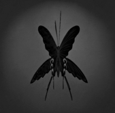 {Papillon} Ma/Mon/Shi/Qin/Butterfly/Deathwing Cocoon