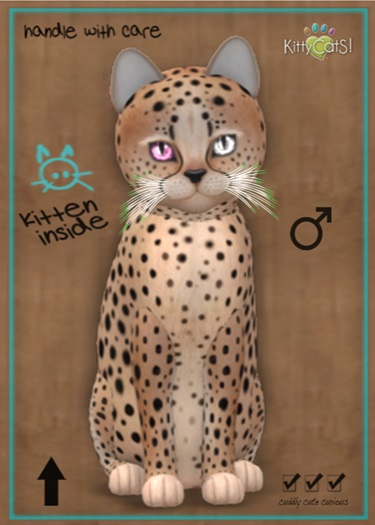 MEGAPUSS: KittyCatS Box - Cheetah! - Au Natural - MegaPuss