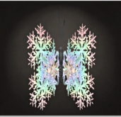 {Papillon} Ma/Sma/Nor/Hu/Butterfly/Crystallized Cocoon