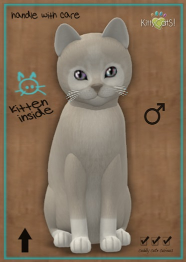 MEGAPUSS: KittyCatS Box - Pandie - Platinum - MegaPuss