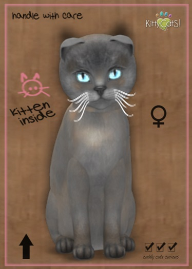 MEGAPUSS: KittyCatS Box - Tonkinese - Blue Mink Tortie - MegaPuss