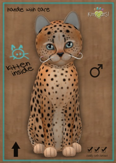 MEGAPUSS: KittyCatS Box - Cheetah! - Ginger Flame - MegaPuss
