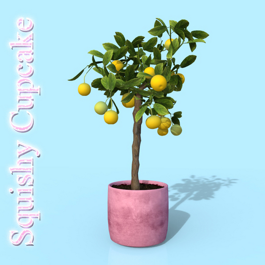 Pink Lemon Tree Pot