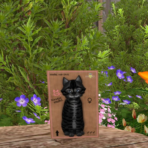 KittyCatS Box - New Born Kitten