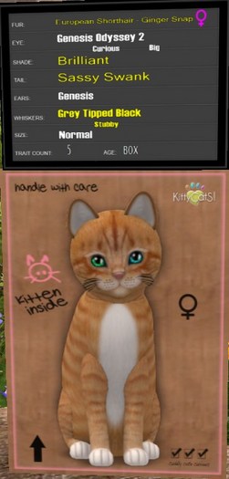 KittyCatS Box - New Born Kitten