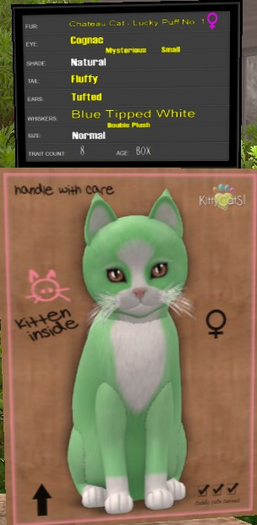 KittyCatS Box - New Born Kitten