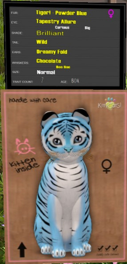 KittyCatS Box - New Born Kitten